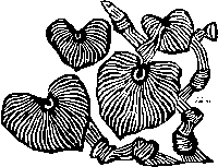 Varez `Awa Woodblock Image